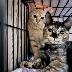 か、か、可愛すぎる姉妹…❤️