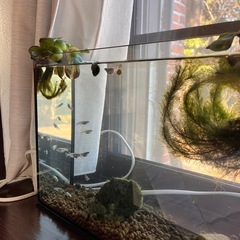 メダカお譲りしますの画像