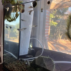 メダカお譲りしますの画像