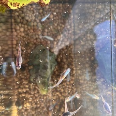 メダカお譲りしますの画像