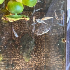 メダカお譲りしますの画像