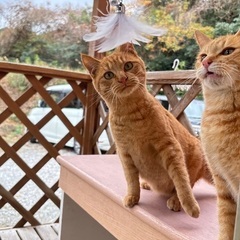 茶トラの双子くん