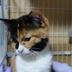 人懐こい三毛と黒猫4ヶ月の家族募集