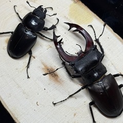 ヨーロッパミヤマクワガタ成虫ペアの画像