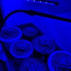 新品同様 植物育成LEDライト 観葉植物 多肉植物等にの画像