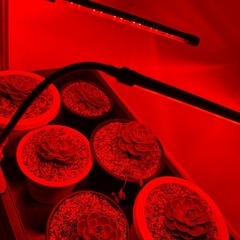 新品同様 植物育成LEDライト 観葉植物 多肉植物等にの画像