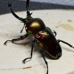 ニジイロクワガタ成虫ペアの画像