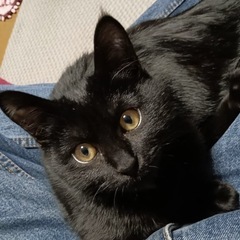 あごひげが可愛い❤️4ヶ月女の子❤️キキちゃん