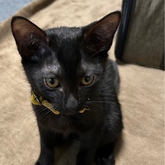 小柄な体型ですがよく遊ぶ女の子❤️4ヶ月クロ子ちゃん❤️