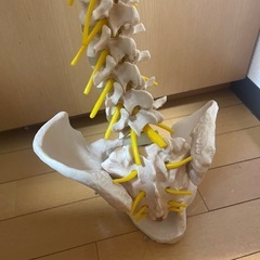 ※12/24まで※壊れてる脊柱模型の画像