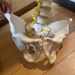 ※12/24まで※壊れてる脊柱模型の画像