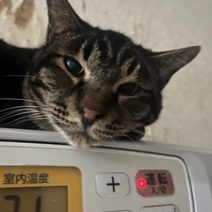 キジトラ 小柄な女の子