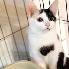 人は怖いけど抱っこは大丈夫【個別面会可】