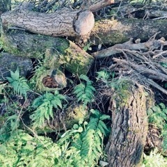 原木、枝木差し上げます！の画像