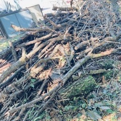 原木、枝木差し上げます！の画像