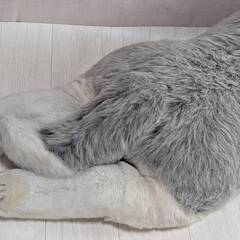 シベリアンハスキー 特大ぬいぐるみ 全長 112㌢位 ハスキー犬の画像