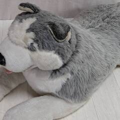 シベリアンハスキー 特大ぬいぐるみ 全長 112㌢位 ハスキー犬の画像