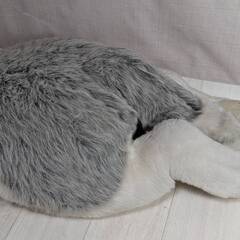 シベリアンハスキー 特大ぬいぐるみ 全長 112㌢位 ハスキー犬の画像