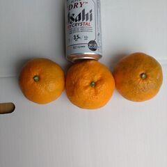 青島ミカン　特大　の画像