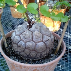 塊根植物　亀甲竜をさがしています！　写真は亀甲竜ですが、私…