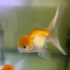 水槽 生体 メガパワーの画像