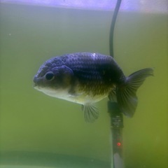 水槽 生体 メガパワーの画像