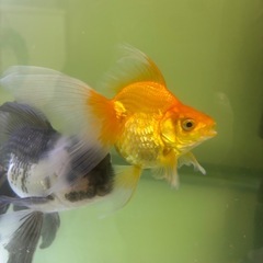 水槽 生体 メガパワーの画像