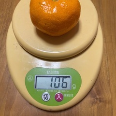 熊本県産みかん　 2kg 500円　受付終了の画像