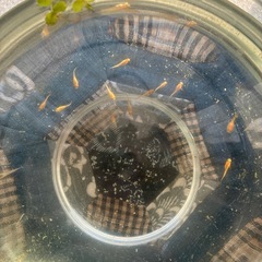 楊貴妃メダカ稚魚20匹の画像