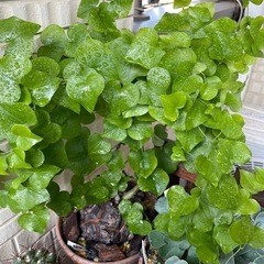 亀甲竜　塊根植物　冬型　の画像