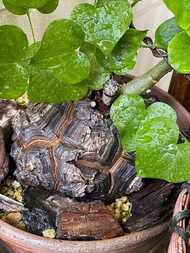 亀甲竜　塊根植物　冬型　亀甲模様綺麗