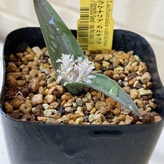 珍植物　ラケナリアカルチコラ　真珠の様な輝き！！
の画像