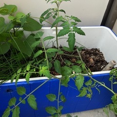 ハンダマ等等の画像