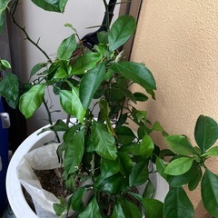 ハンダマ等等の画像