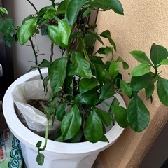 ハンダマ等等の画像