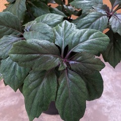 ハンダマ等等の画像