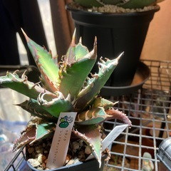 【年末特価】赤猫⑥の画像