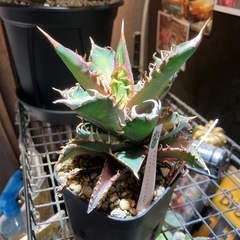 【年末特価】赤猫⑥の画像