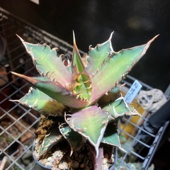 【年末特価】赤猫⑥の画像