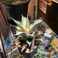 【年末特価】赤猫⑥の画像