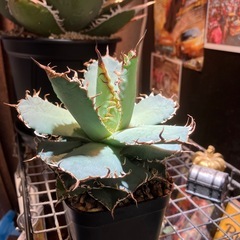 【年末特価】アガベ　フィリグリーの画像