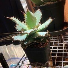 【年末特価】アガベ　フィリグリーの画像