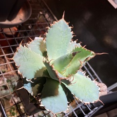 【年末特価】アガベ　フィリグリーの画像