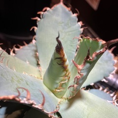 【年末特価】アガベ　フィリグリーの画像