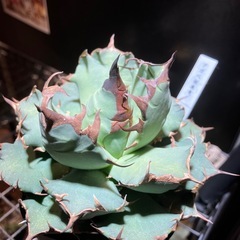 【コレクション株】アガベ　姫厳龍②の画像
