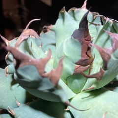 【コレクション株】アガベ　姫厳龍②の画像