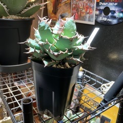 【コレクション株】アガベ　姫厳龍②の画像