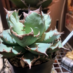 【コレクション株】アガベ　姫厳龍②の画像