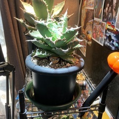 【年末大特価】　アガベ　ノーネーム中株　の画像