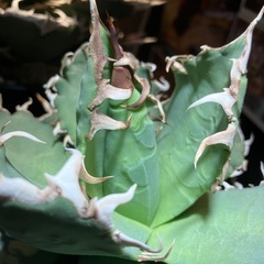 【年末大特価】　アガベ　ノーネーム中株　の画像